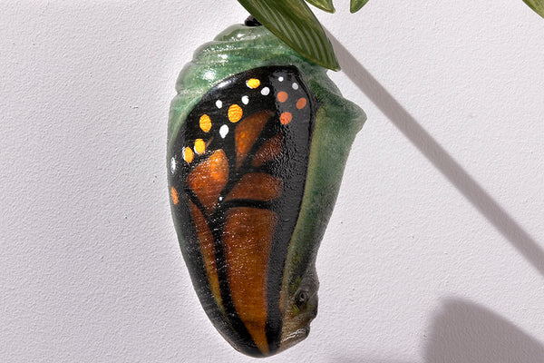 Bamboo Chrysalis