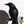 Magnolia Crow